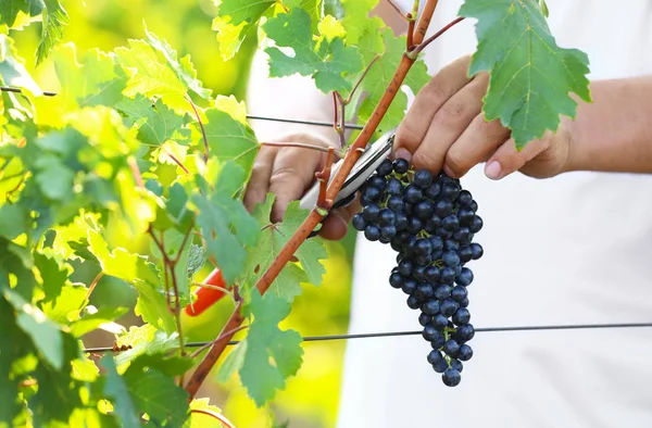 Człowiek cięcie kilka świeżych dojrzałych soczystych winogron z Pruner na zewnątrz, zbliżenie — Zdjęcie stockowe