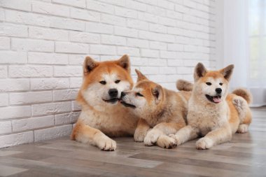 Sevimli Akita Inu köpek ve kapalı katta yavru