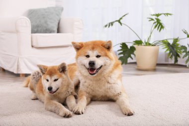 Oturma odasında katta Sevimli Akita Inu köpek ve köpek yavrusu