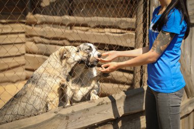 Kafesin yanında, evsiz köpeklerle hayvan barınağında, yakın çekimde. Gönüllülük Kavramı