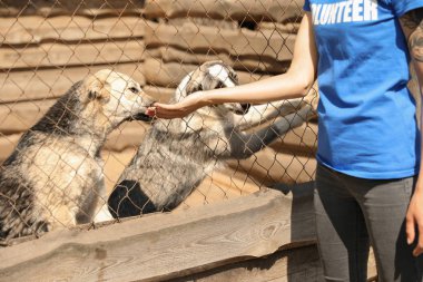 Kafesin yanında, evsiz köpeklerle hayvan barınağında, yakın çekimde. Gönüllülük Kavramı