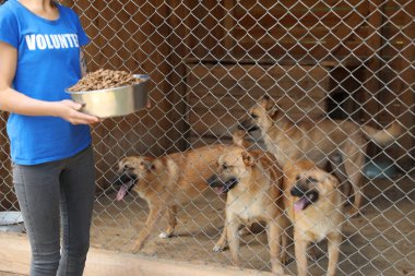 Kafesin yanında hayvan barınağında evsiz köpeklerle dolu bir kadın. Gönüllülük kavramı