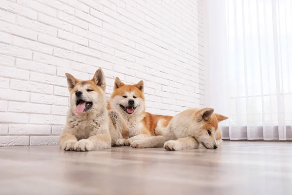 Urocza Akita Inu pies i szczenięta na podłodze w pomieszczeniu — Zdjęcie stockowe