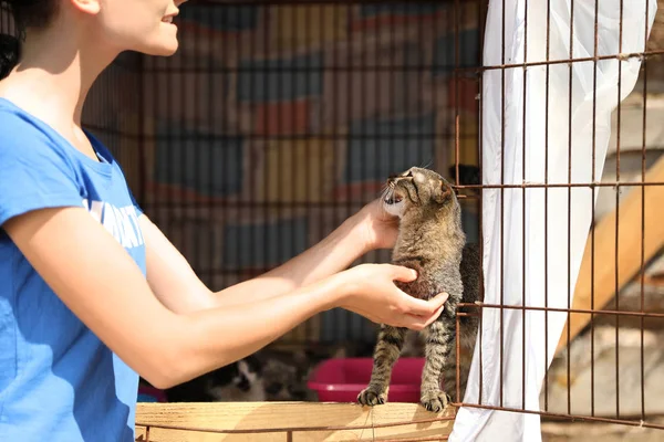 Mujer acariciando gato sin hogar en refugio de animales, primer plano. Concepto de voluntariado — Foto de Stock