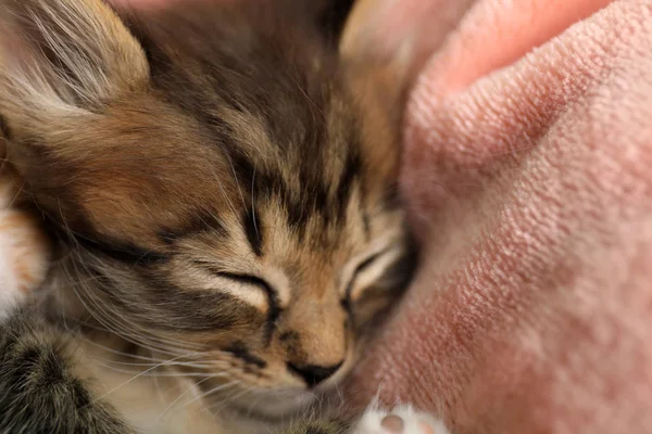 Carino piccolo gattino addormentato sulla coperta rosa, vista da vicino — Foto Stock