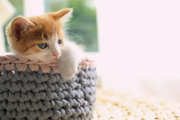 Cute little red kitten in knitted basket at home — Stock Photo, Image