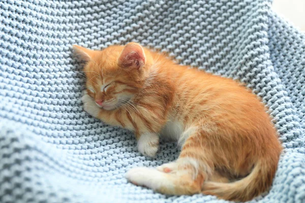 Dormir bonito pequeno gatinho vermelho na luz cobertor azul — Fotografia de Stock