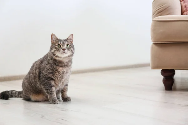 Gato bonito tabby cinza sentado no chão dentro de casa, espaço para texto. Bonito animal de estimação — Fotografia de Stock