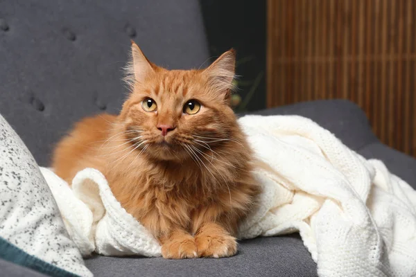Söpö punainen kissa tummanharmaalla sohvalla kotona, lähikuva. Tekstitila — kuvapankkivalokuva