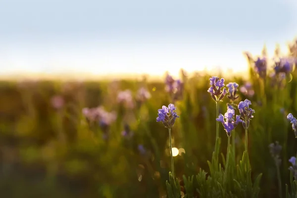 Hermosas flores de lavanda en el campo en el día soleado — Foto de Stock