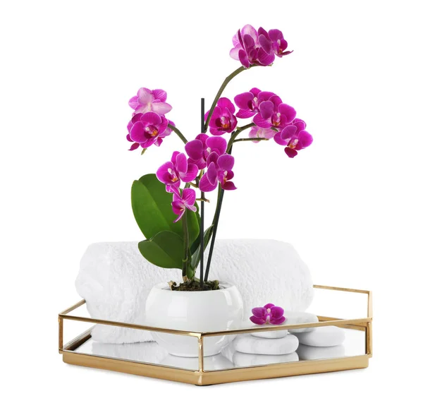 Composición con orquídea en maceta y piedras de spa sobre fondo blanco — Foto de Stock
