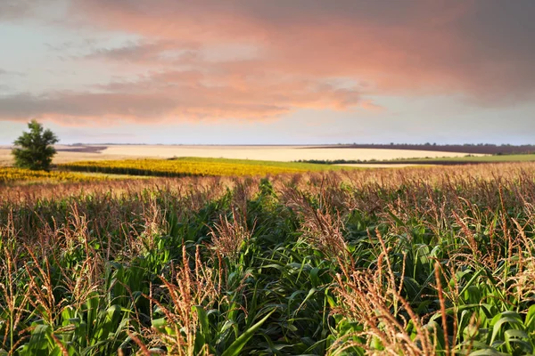Красивый вид на кукурузное поле против голубого неба — стоковое фото