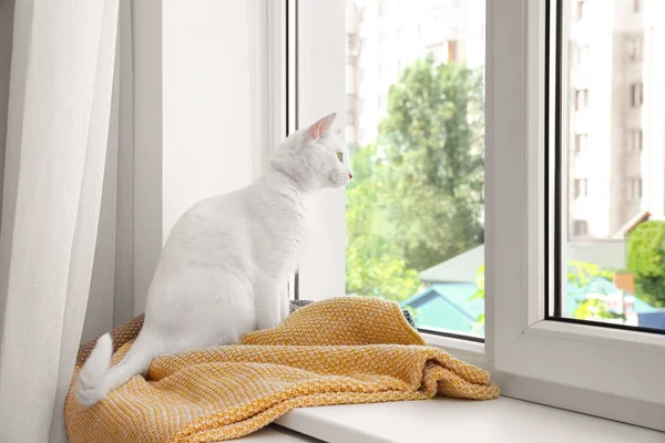 Χαριτωμένο γάτα σε καρό στο παράθυρο σε εσωτερικούς χώρους. Αίσθηση ζεστού σπιτιού — Φωτογραφία Αρχείου