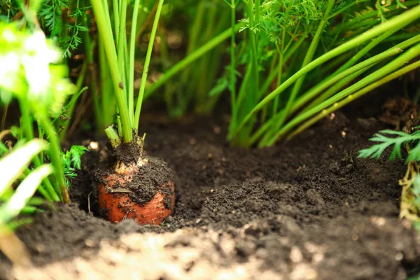 Zralá mrkev rostoucí v půdě, pohled na sraženinu. Ekologické zemědělství — Stock fotografie