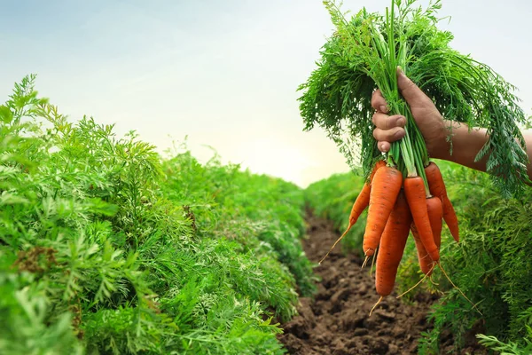 Donna con un mucchio di carote mature fresche sul campo, primo piano. Agricoltura biologica — Foto Stock