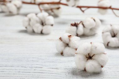 Beyaz ahşap arka plan üzerinde kabarık pamuk çiçekler, closeup