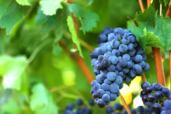 Uvas jugosas frescas maduras que crecen en el viñedo — Foto de Stock