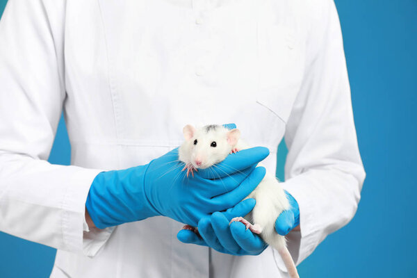 Scientist holding laboratory rat on blue background, closeup