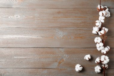 Ahşap arka plan üzerinde pamuk çiçekleri ile düz yatıyordu kompozisyon. Metin için alan