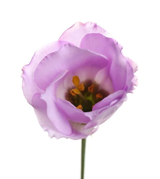 Schöne frische Eustoma-Blume auf weißem Hintergrund — Stockfoto