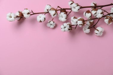 Pembe arka plan üzerinde pamuk bitkidalları ile düz yatıyordu kompozisyon. Metin için alan