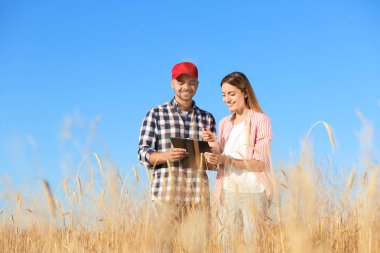 Buğday tarlasındaki agronomistler. Tahıl mahsulü