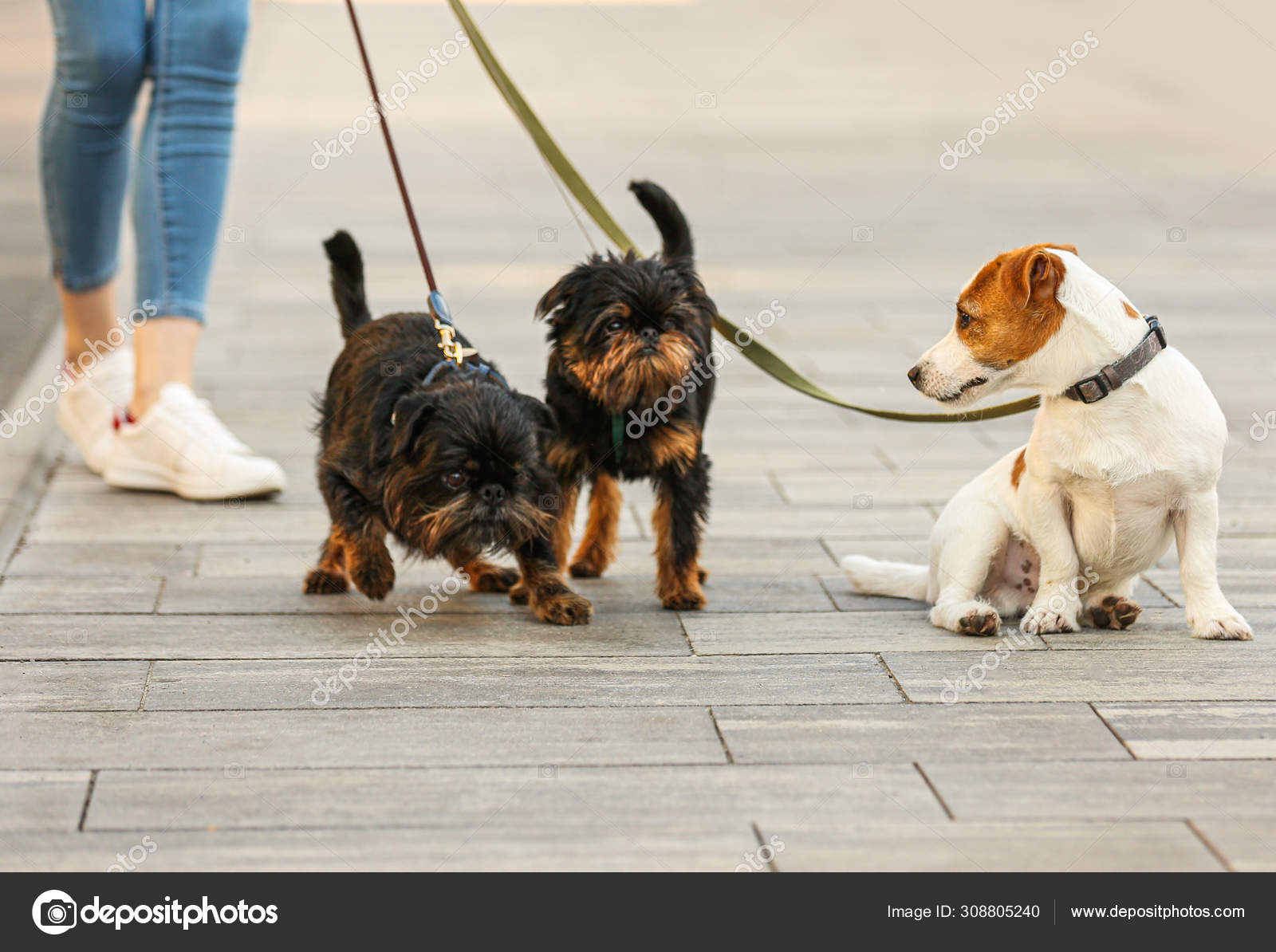 Woman walking Jack Russell Terrier and Brussels Griffon dogs in park
