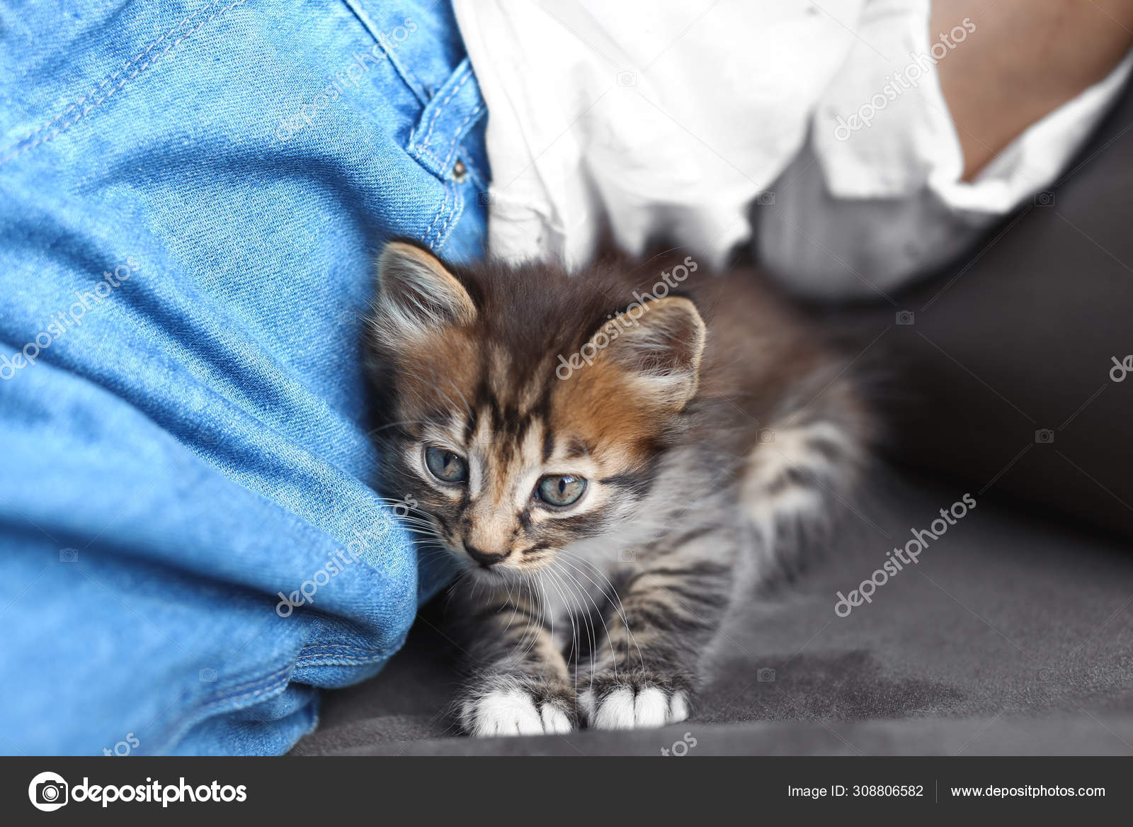 Mignon Petit Chaton Raye Pres Du Proprietaire A La Maison Vue Rapprochee Image Libre De Droit Par Newafrica C Mignon Petit Chaton Raye Pres Du Proprietaire A La Maison Vue Rapprochee Image Libre De Droit Par Newafrica C