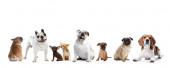 Картина, постер, плакат, фотообои "set of adorable dogs on white background", артикул 308804896
