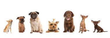 beyaz arka plan üzerinde sevimli köpeklerin seti