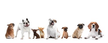 beyaz arka plan üzerinde sevimli köpeklerin seti
