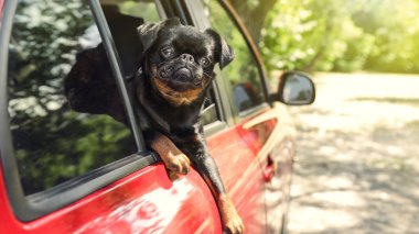 Sevimli Petit Brabancon köpek yaz günü araba penceresinden dışarı eğilerek