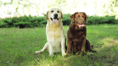 Yeşil yaz parkı Komik Labrador Retriever köpekler