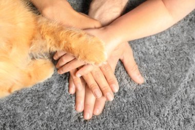 Gri halıda el ele tutuşan aile ve kediyakınlığı, üst görünüm