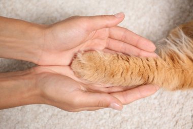 Kadın ve kedi hafif halı üzerinde el ele tutuşarak, üst görünümü
