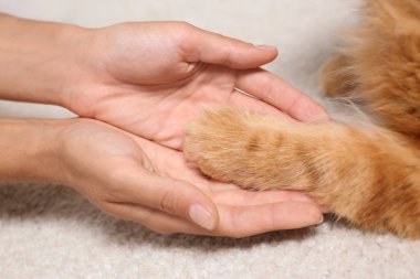 Kadın ve kedi hafif halıda el ele tutuşuyor, yakından bakıldığında
