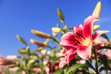 Mavi gökyüzüne karşı açan alanda güzel pembe zambaklar. Metin için alan