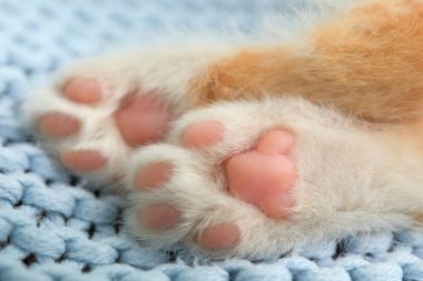 Açık mavi battaniye üzerinde küçük kırmızı kedi yavrusu, pençeleri closeup görünümü