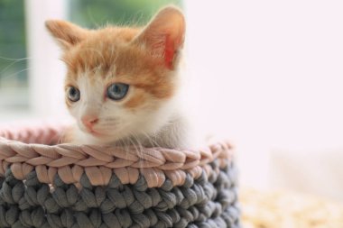 Evde örme sepet sevimli küçük kırmızı kedi yavrusu