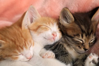 Pembe battaniye üzerinde sevimli küçük kedi yavruları, closeup görünümü