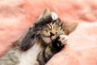 Pembe battaniye üzerinde sevimli uyuyan küçük kedi yavrusu