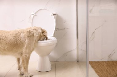 Sevimli Golden Labrador Retriever klozet içme suyu