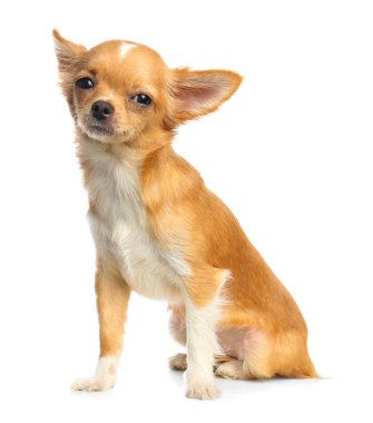 Beyaz arka plan üzerinde Sevimli küçük Chihuahua köpek