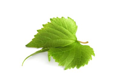 Beyaz arka plan üzerinde taze yaprak yeşil üzüm