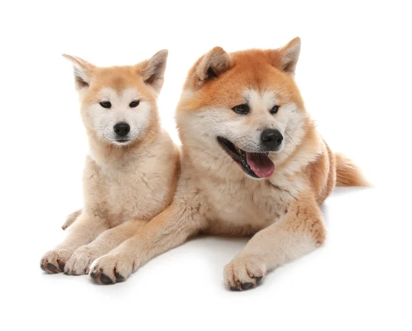 愛らしい秋田犬犬と子犬は白で孤立 — ストック写真