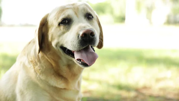 Söt Golden Labrador Retriever i Sunny Summer Park — Stockfoto