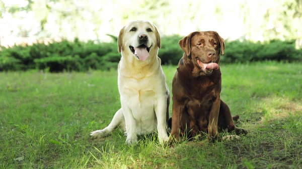 有趣的拉布拉多猎犬狗在绿色的夏季公园 — 图库照片