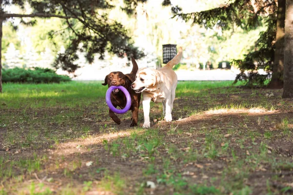 Anjing lucu Labrador Retriever bermain di taman musim panas — Stok Foto