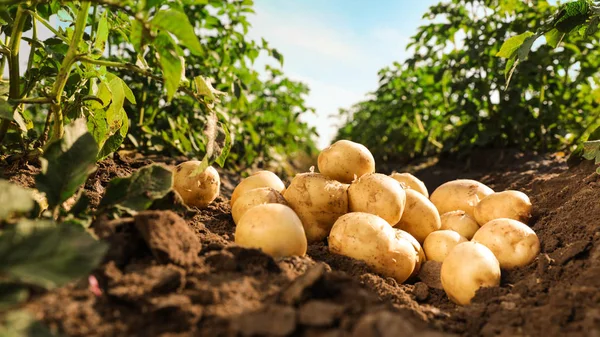 Куча спелого картофеля на земле в поле — стоковое фото