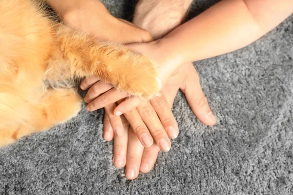 Close-up de família e gato de mãos dadas sobre tapete cinza, vista superior — Fotografia de Stock